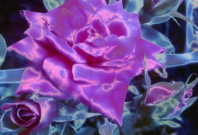 Close-up of pink rose