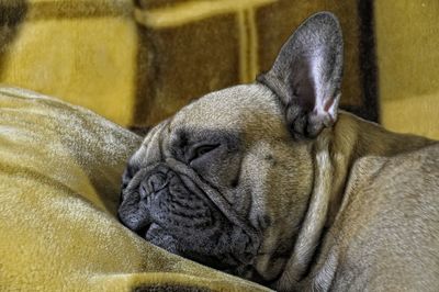 Close-up of a dog sleeping