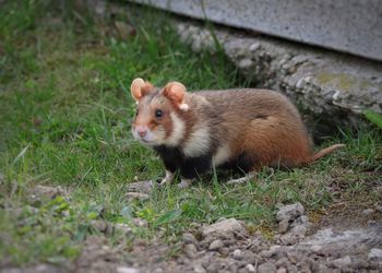 Close-up of squirrel on field