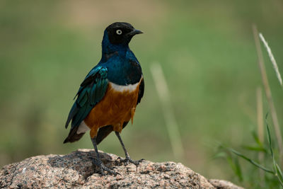 Close-up of bird perching on rock