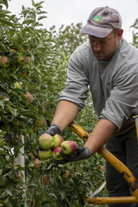 Midsection of man holding apple growing in farm
