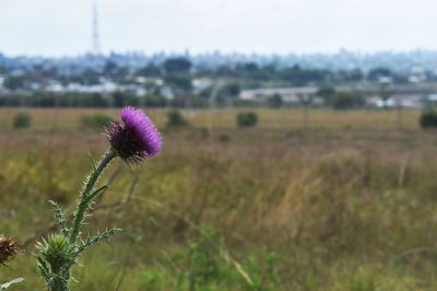 Close-up of thistle blooming on field against sky