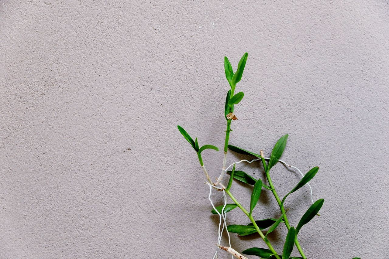 wall - building feature, plant part, leaf, green color, plant, growth, nature, built structure, no people, architecture, beauty in nature, close-up, wall, white color, plant stem, building exterior, outdoors, day, freshness, fragility, small, bamboo - plant