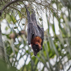 Low angle view of bird perching on tree