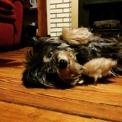 Close-up of dog relaxing at home