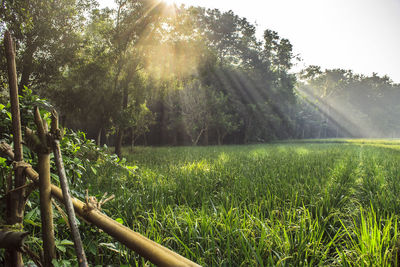 Trees growing on field against bright sun