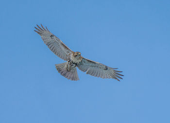 Hawk soars high in blue skies on a cold winter day