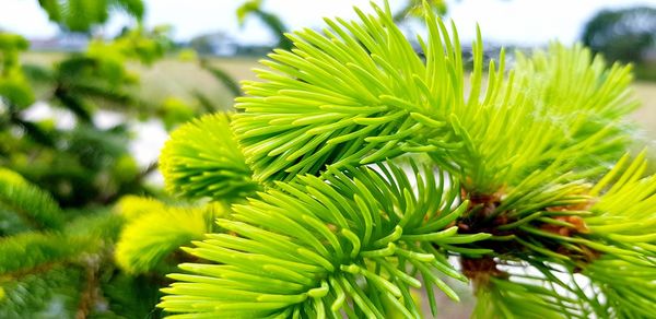Close-up of green leaves