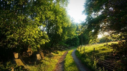 Panoramic shot of trees on landscape against sky