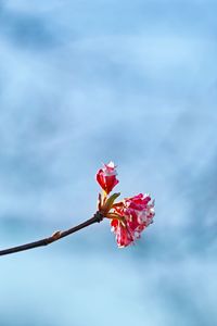 Close-up of red flowering plant