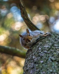 Close-up of squirrel on tree trunk