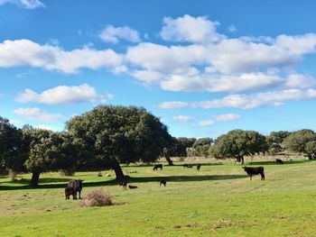 View of sheep grazing on field