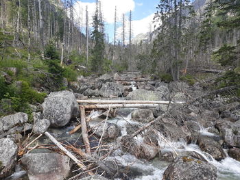 Stream flowing through rocks in forest