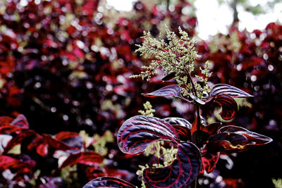 Close-up of flower tree