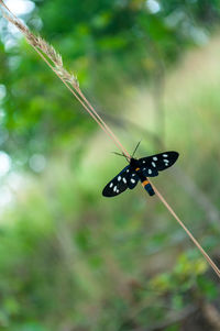 Close-up of insect on plant