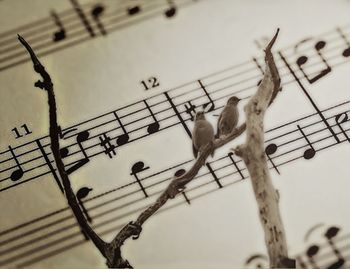 Close-up of birds on floor