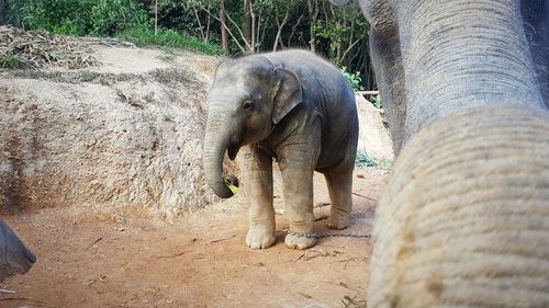 View of elephant in zoo