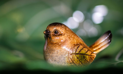 Close-up of a bird