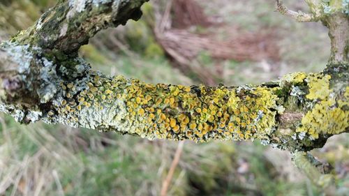 Close-up of tree trunk