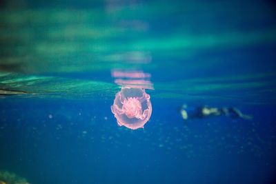 Close-up of flower floating on water