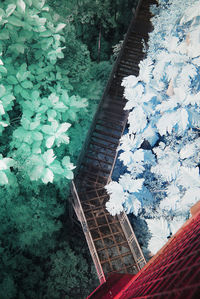 High angle view of plants and trees