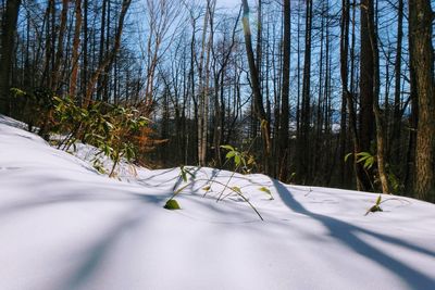 Trees on snow covered field
