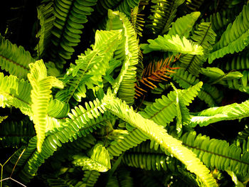 High angle view of fern leaves on tree