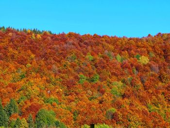 Scenic view of autumn trees against clear sky