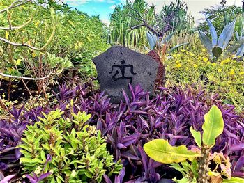 Text on purple flowering plant against trees