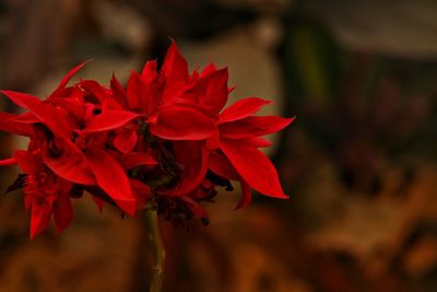 Close-up of red rose on plant