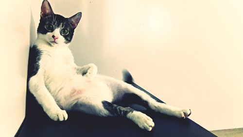 Portrait of cat sitting on floor