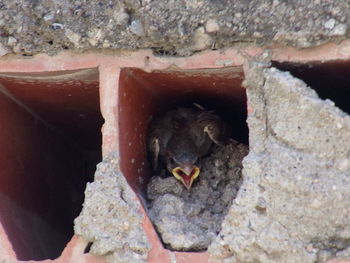 Close-up of bird