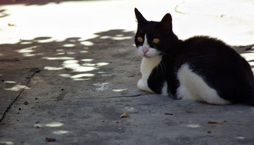 Portrait of a cat on street
