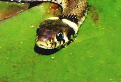 High angle view of turtle swimming in water