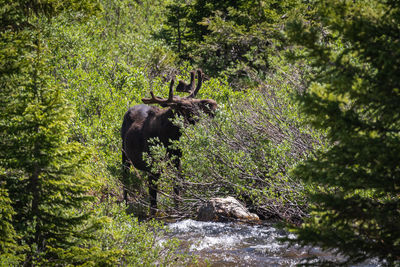 Horse in a forest