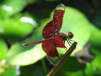 Close-up of red dragonfly