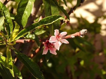 Close-up of pink flowering plant