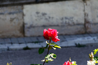 Close-up of red rose against wall