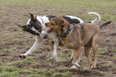 Dog on field