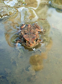 High angle view of frog swimming in lake