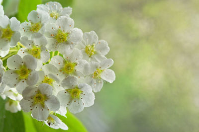 Blooms of spiraea vanhouttei or bridal wreath flowers
