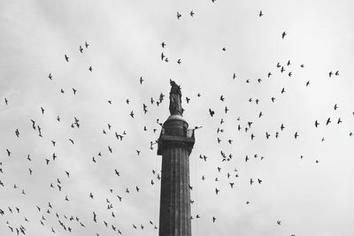 Low angle view of birds flying in sky