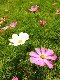 View of flowers