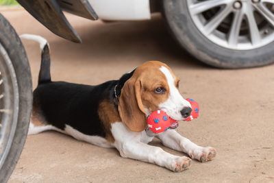 Dog carrying toy in mouth while sitting below car