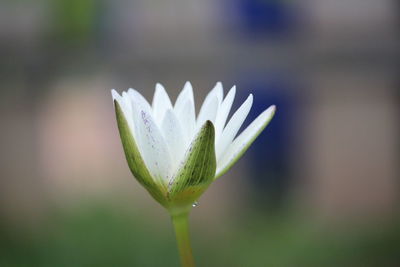 Close-up of raindrops on purple flower