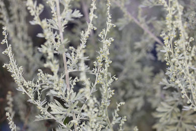 Close-up of flowering plants on field