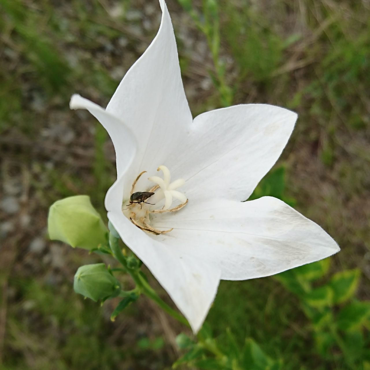 petal, flower, white color, nature, flower head, fragility, beauty in nature, growth, freshness, plant, close-up, day, one animal, outdoors, no people, blooming, leaf, animal themes