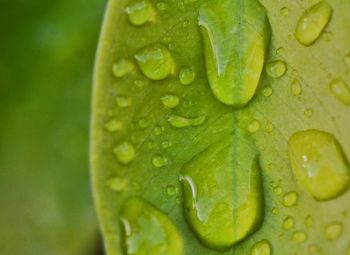 Close-up of raindrops on green leaves