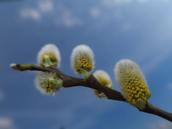 Close-up of white flowers