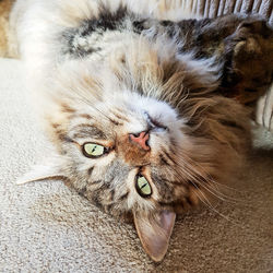 High angle portrait of cat lying at home